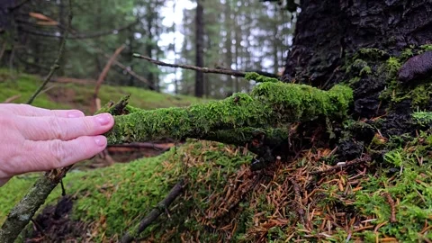 Mature hand exploring moss covered branch in a wet Norwegian forest Stock-Footage 344980739
