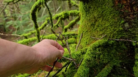 Mature hand gently touching lush moss on forest trees Stock Footage 340917715