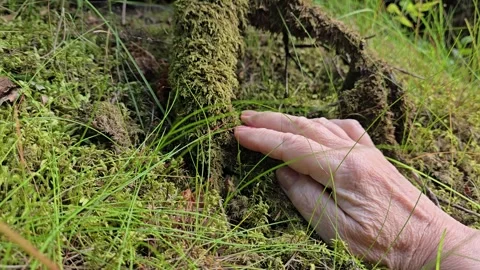 Mature hand gently touching thick moss on forest trees. Stock Footage 340582793