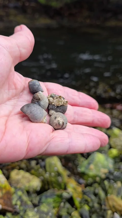 Mature hand holding several small snails from a mountain stream Stock Footage 344058591