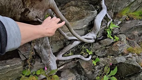 Mature hand touching ancient tree roots on granite Stock Footage 340774000