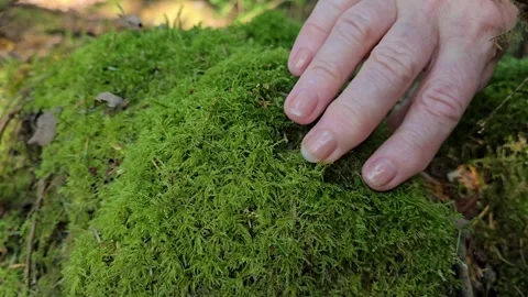 Mature hand touching and pressing soft green moss in a Norwegian forest Stock Footage 344472049