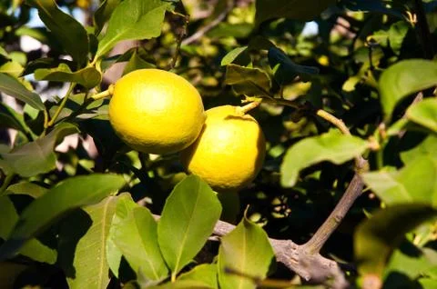 Mature lemons on tree. Stock Photos