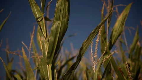 Mature maize stalks with prominent tassels and green leaves glowing in gold.. Stock Footage 342373853