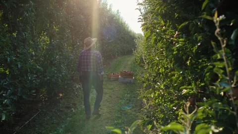 Mature man checking apple quality Video stock 268417895