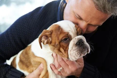 Mature Man Holding English Bulldog Puppy Stock Photos