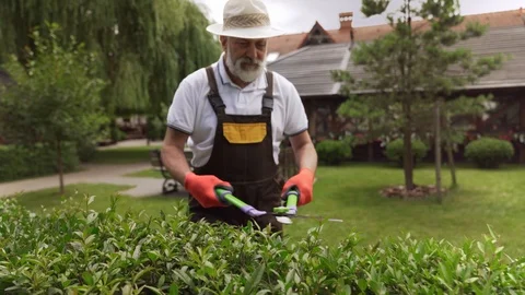 Mature man pruning hedge and girl taking care of flowers Stock Footage 124261635