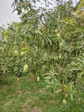 A mature mango tree laden with numerous unripe green mangoes hanging from b.. 写真素材