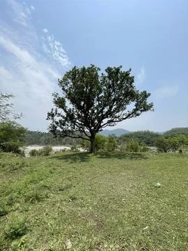 Mature Mango tree widely found in the lower Himalayan regions of Himachal P.. Stock Photos