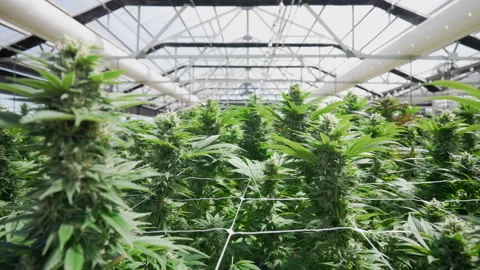 Mature Marijuana Cola Growing Beneath Support Net in Glass Grow Room Video stock 345180300
