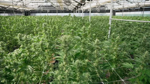 Mature Marijuana Colas Growing Through Support Net in Grow Room Video stock 345180463