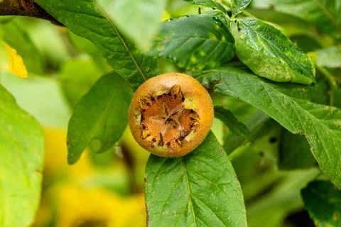 Mature medlar on the tree Stock-Fotos