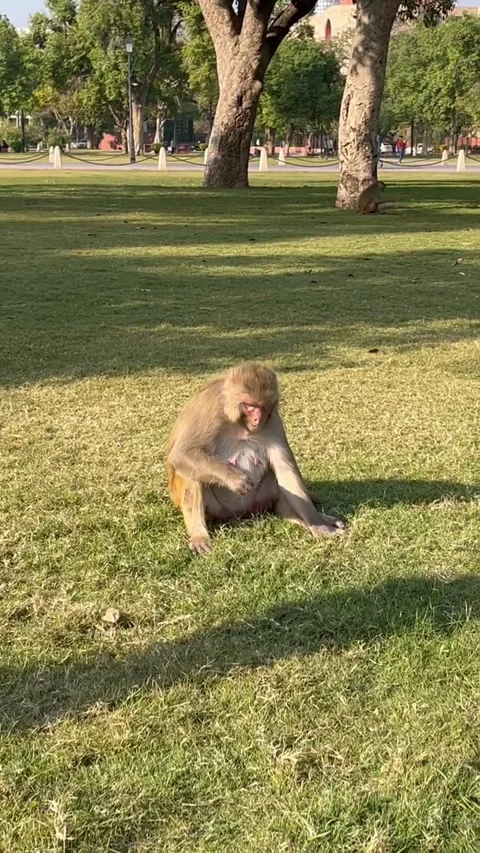Mature monkey and its young Stock Footage 276546726