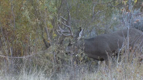 Mature Mule Deer Buck Browsing on Willow Brush Stock Footage 117653305