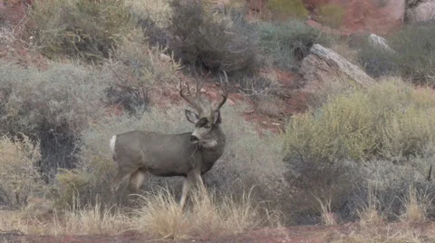 Mature Mule Deer Buck Observing surroundings &amp; Feeding Stock Footage 48883064