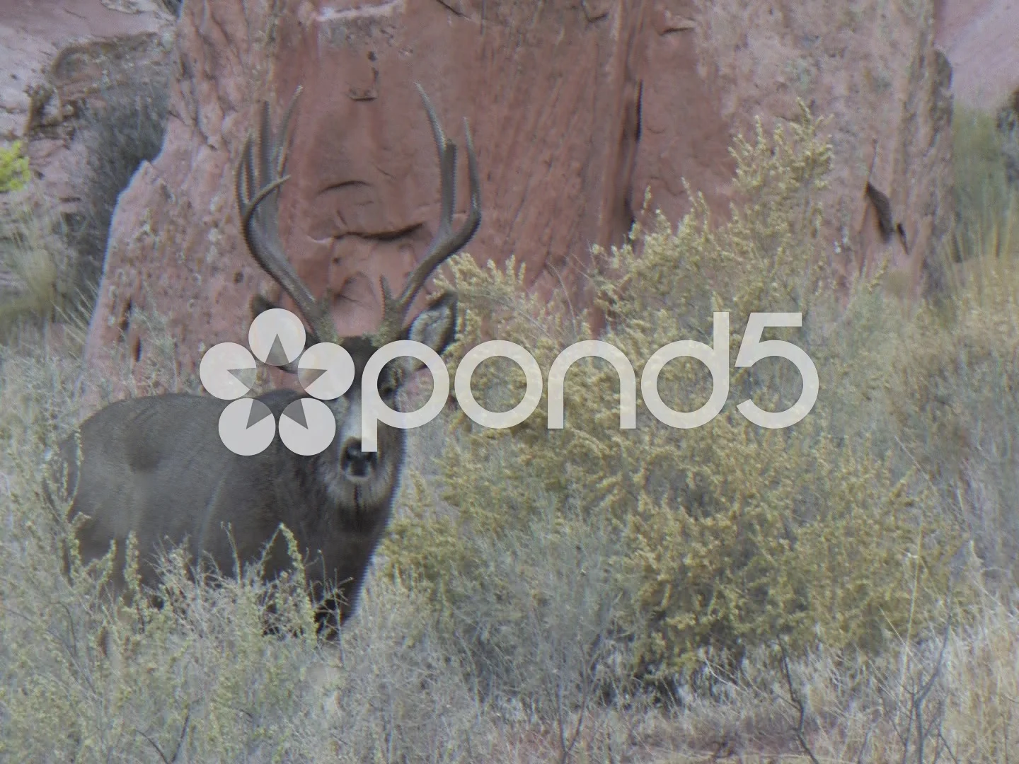 Mature Mule Deer Buck in Rut Walks Close and Does Rub Urination