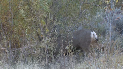 Mature Mule Deer Buck in Willows Starts Horning the Vegetation Stock Footage 117652585