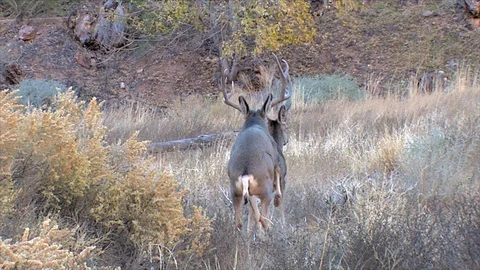 Mature Mule DeerBuck Makes 2 Attempts to Mount a Doe Stock Footage 117661274