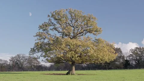 A mature Oak tree and half moon in autumn, Britain, UK Stock-Footage 323120576