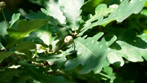 Mature oak tree with branches and young small developing acorns Video stock 278909910