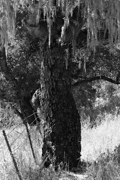 Mature Oak Tree Draped with Lichen in Santa Barbara Woodland Stock Photos
