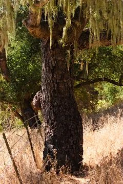 Mature Oak Tree Draped with Lichen in Santa Barbara Woodland Stock Photos