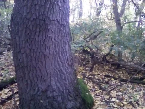 Mature oak tree Stock-Fotos