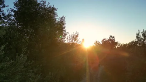 Mature olive trees with dense foliage in a rural orchard Stock Footage 301228260