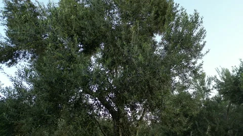 Mature olive trees with dense foliage in a rural orchard Stock Footage 301299920