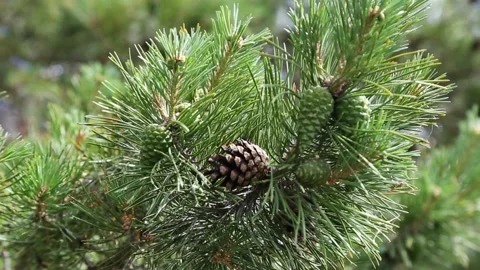Mature pine cone Stock Footage 221501106