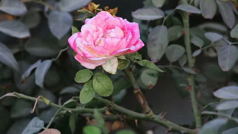 Mature pink rose at wind 스톡 동영상 93237656