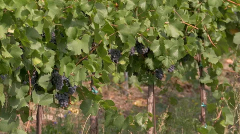 Mature pinot grapes , while a mechanical vine harvester crosses behind. Stock Footage 67497549