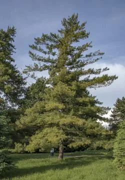 Mature Pinus strobus tree growing in botanical garden Stock Photos