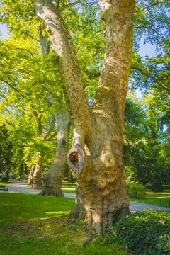 Mature plane tree trunk in a sunlit city park with green foliage and walkin.. Фото