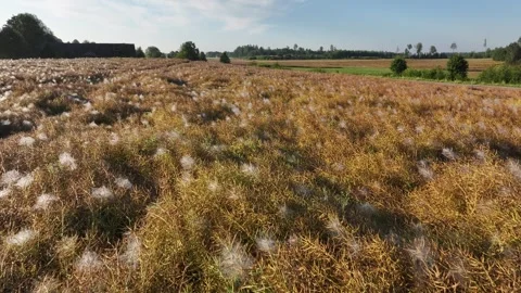 Mature rapeseed field Stock Footage 322898985