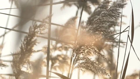 Mature reed plants Stock Footage 70862103