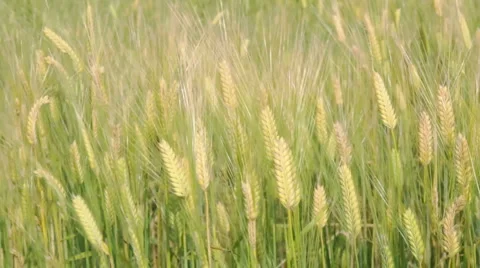 Mature Rice Crop Video stock 5140027