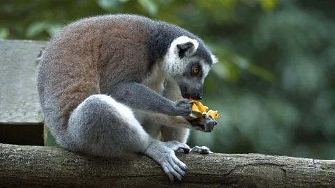 Mature Ring Tailed Lemur Munches on a Banana at the Zoo Stock Footage 74996736