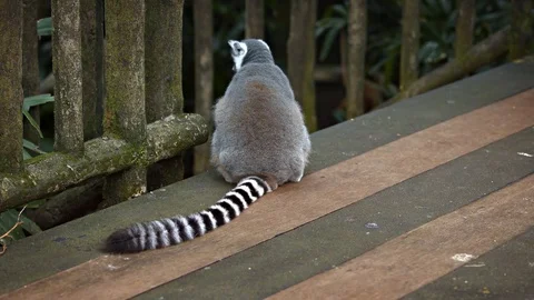 Mature Ring Tailed Lemur Sitting on a Wooden Deck 库存影片 74989989