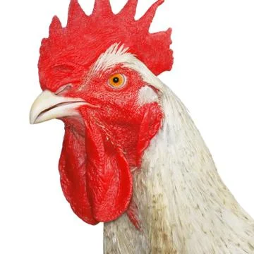 Mature rooster over white Stock Photos