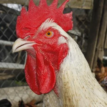Mature rooster on the poultry yard Stock Photos