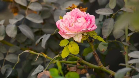 Mature rose at wind Stock Footage 118909138