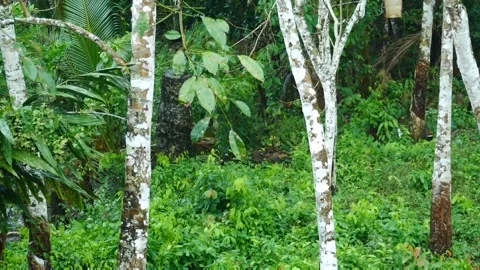 Mature rubber trees stand in a dense green tropical plantation Видео 339994062
