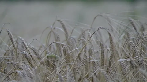 Mature rye close up. Stock Footage 40315008