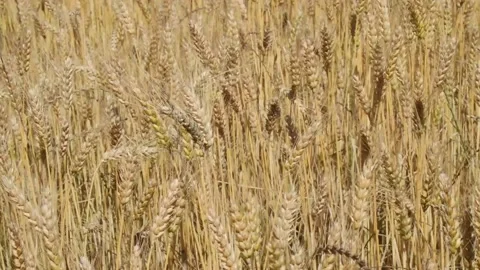 Mature rye field Stock Footage 133453203
