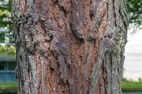 Mature Scots pine bark texture on lower trunk section Stock Photos