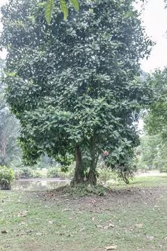 Mature Shade Tree with Dense Crown Beside a Garden Pond Stock Photos