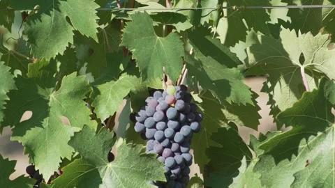 Mature single beautiful grape ready to be harvested. Tuscany wine, red wine plan Stock Footage 137006503