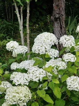 Mature Smooth Hydrangea Shrub Blooming Beside Garden Trees Stock Photos
