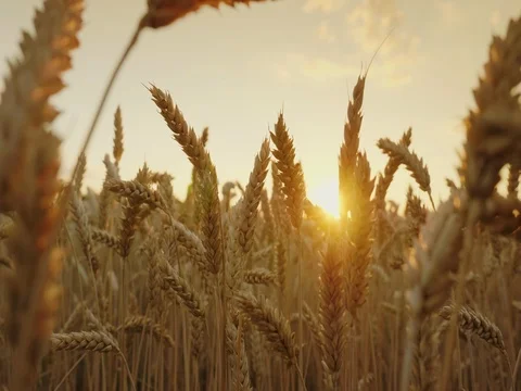 Mature spikelets of selected high-quality wheat at sunset. 4K slow motion video Stock Footage 77571619